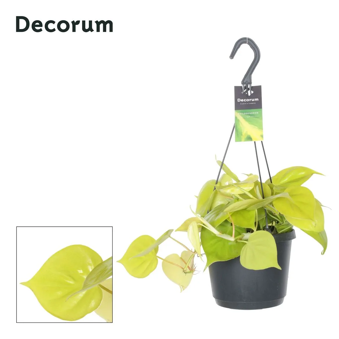 Philodendron Scandens 'lemon Lime' • črepník 17 cm