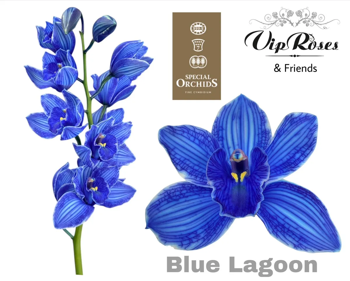 Orchidea Cymbidium farbená Blue Lagoon • 80 cm