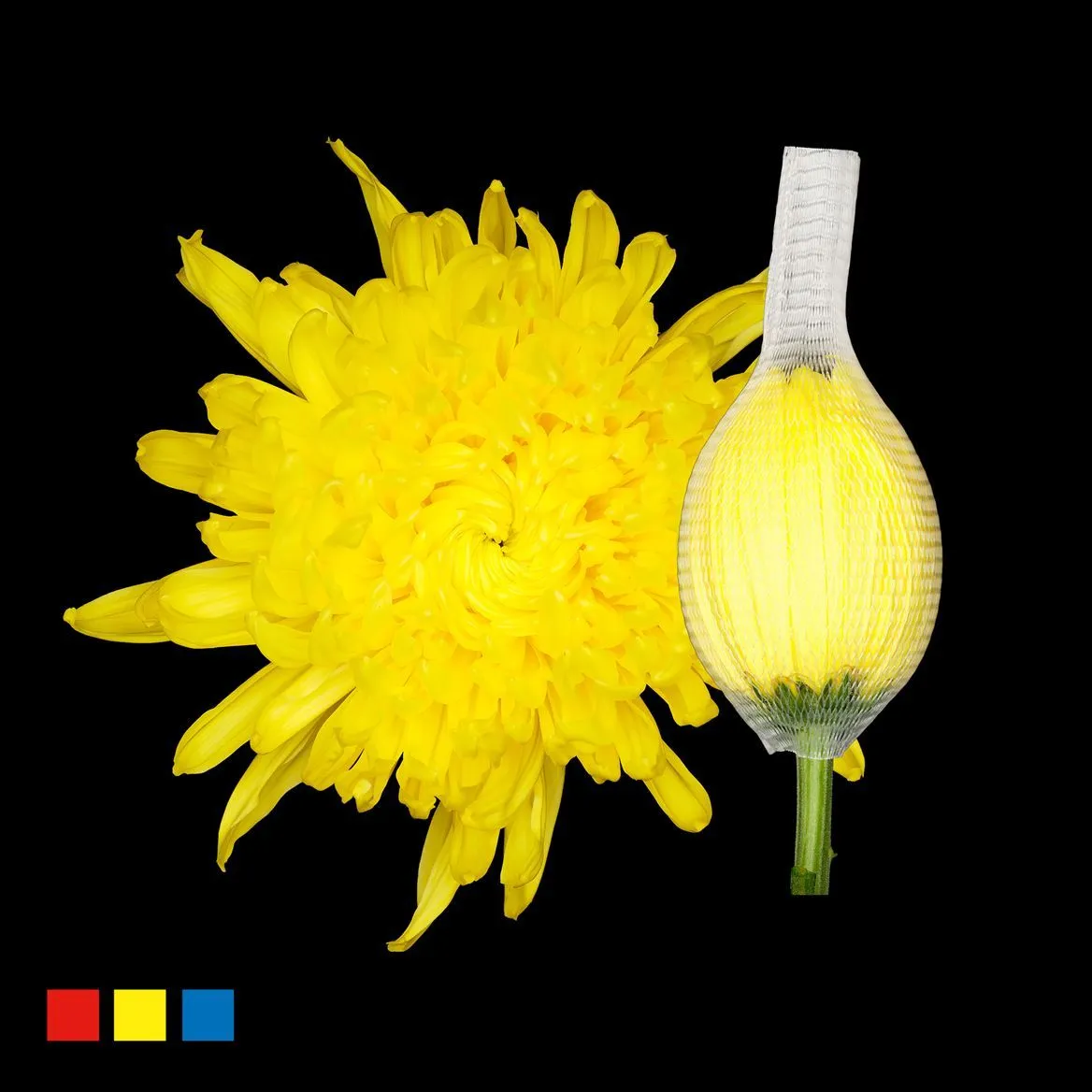Chryzantéma veľkokvetá Stravina Yellow • 70 cm