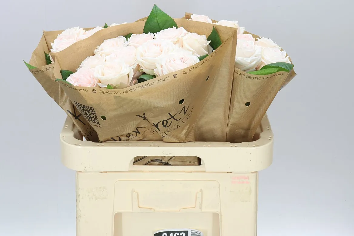 Rosa Gar Sunderland • 60 cm