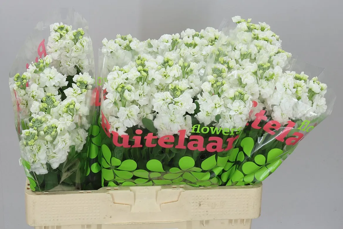 Matthiola White • 56 cm
