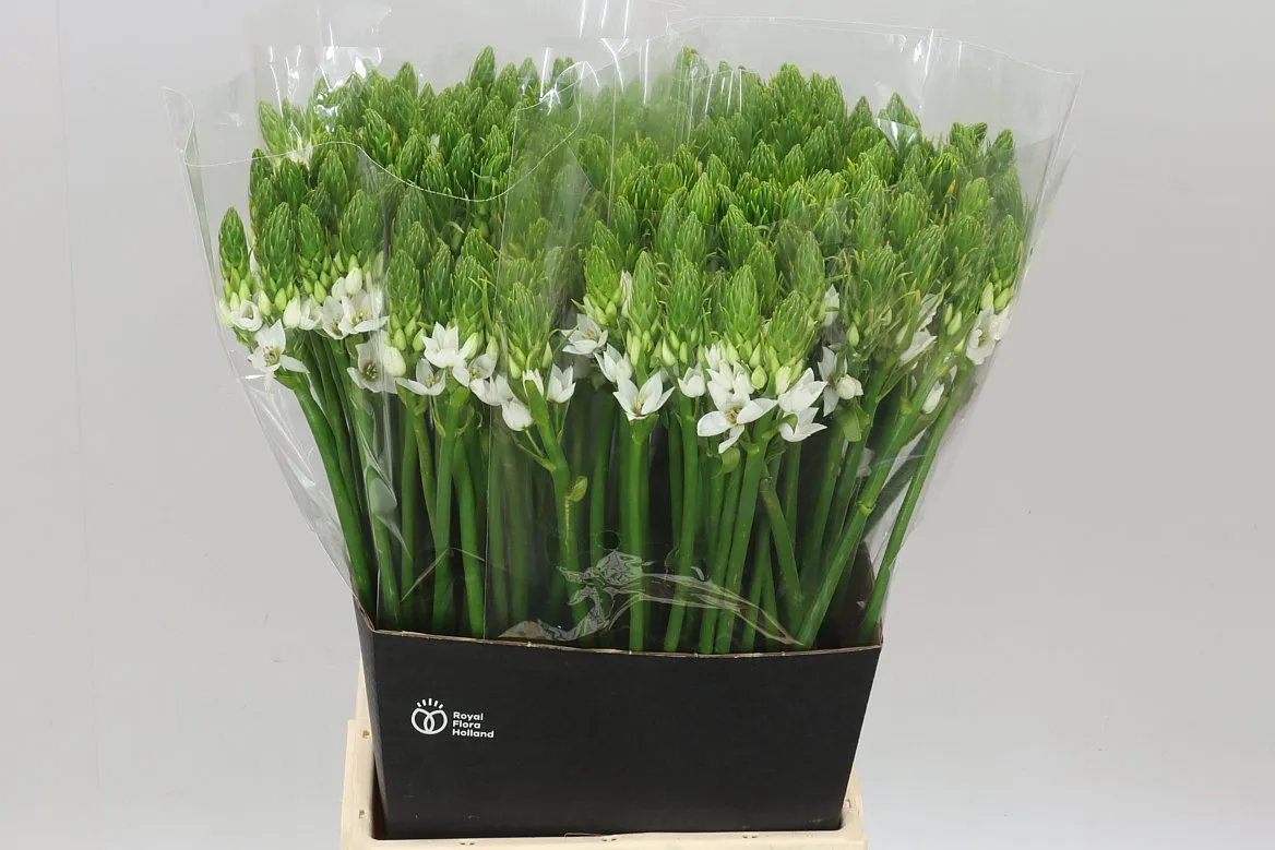 Ornithogalum Thyrsoides • 55 cm