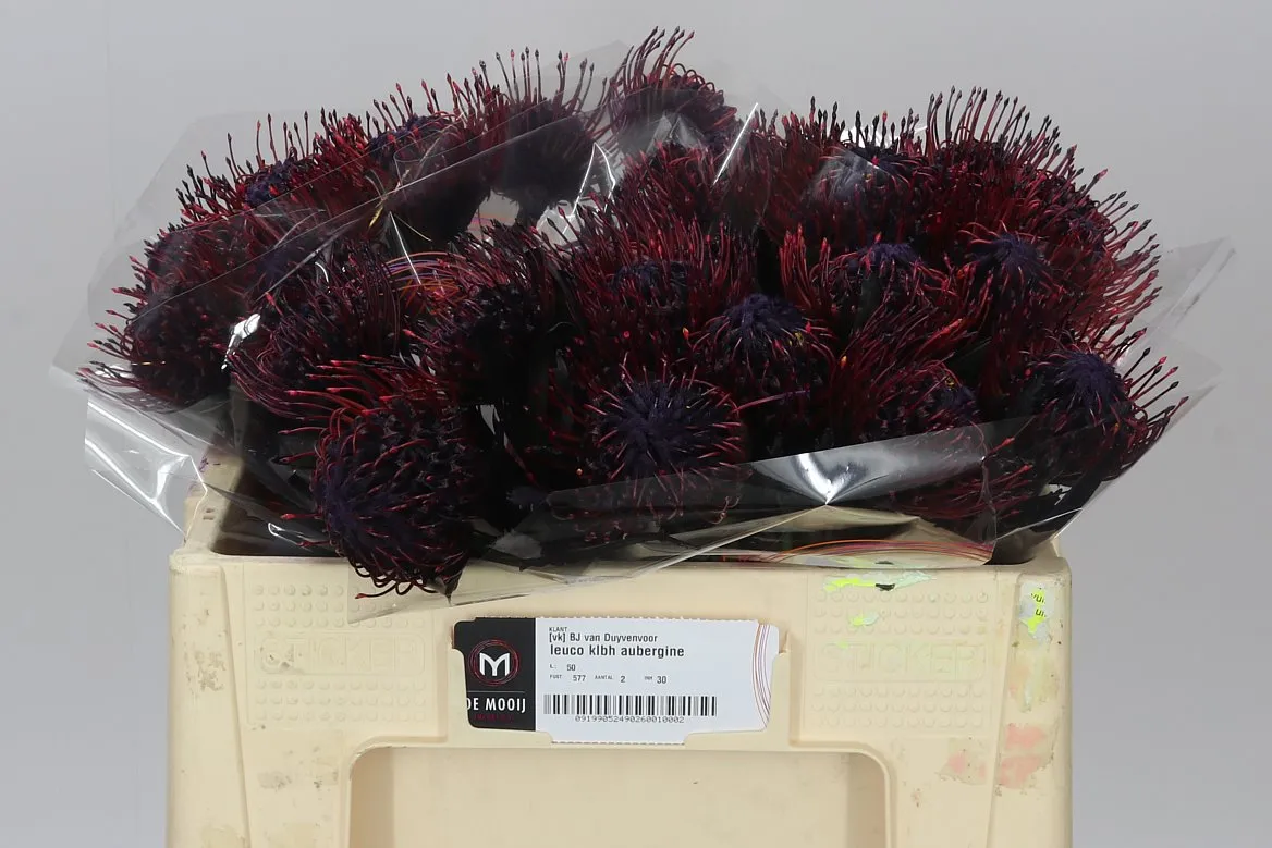 Leucospermum farbené Aubergine • 50 cm