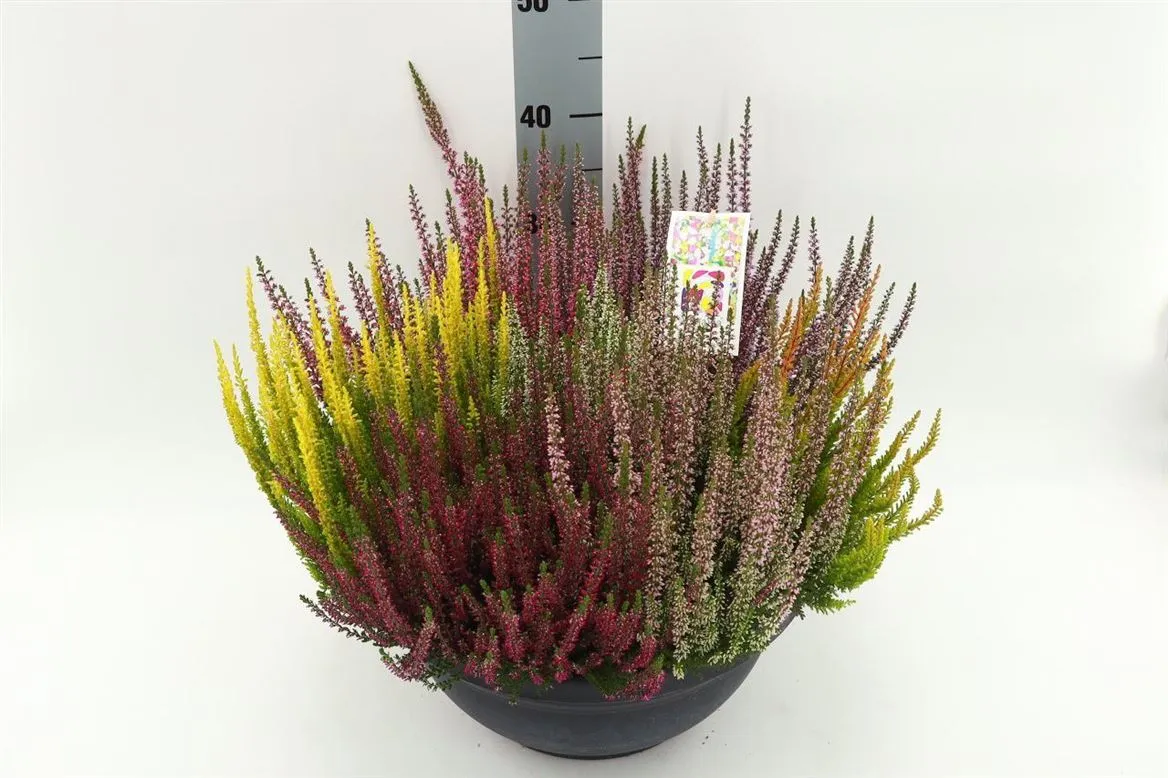 Calluna Beauty Ladies Schaal Mosaica • črepník 23 cm