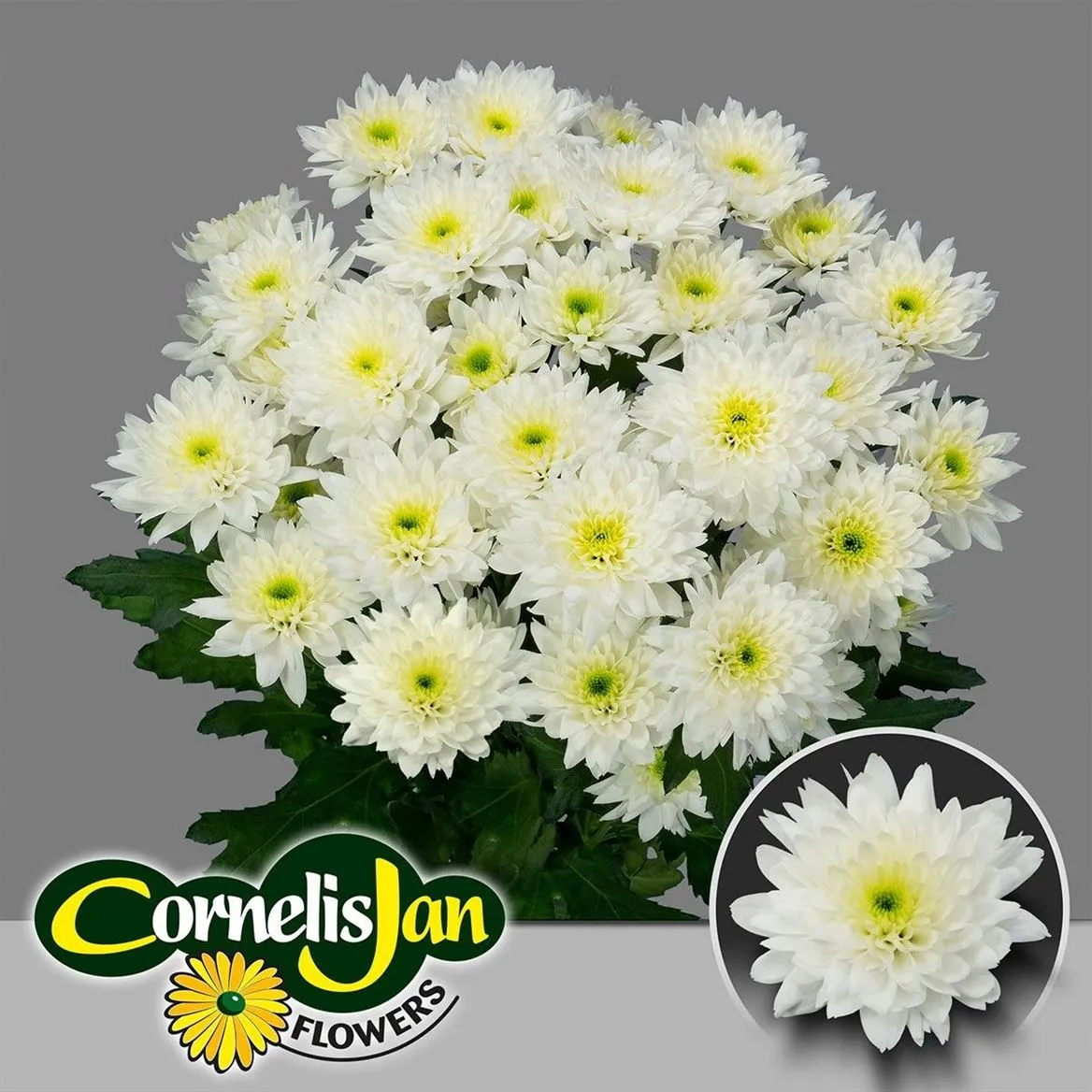 Chryzantéma trsová Euro • 70 cm