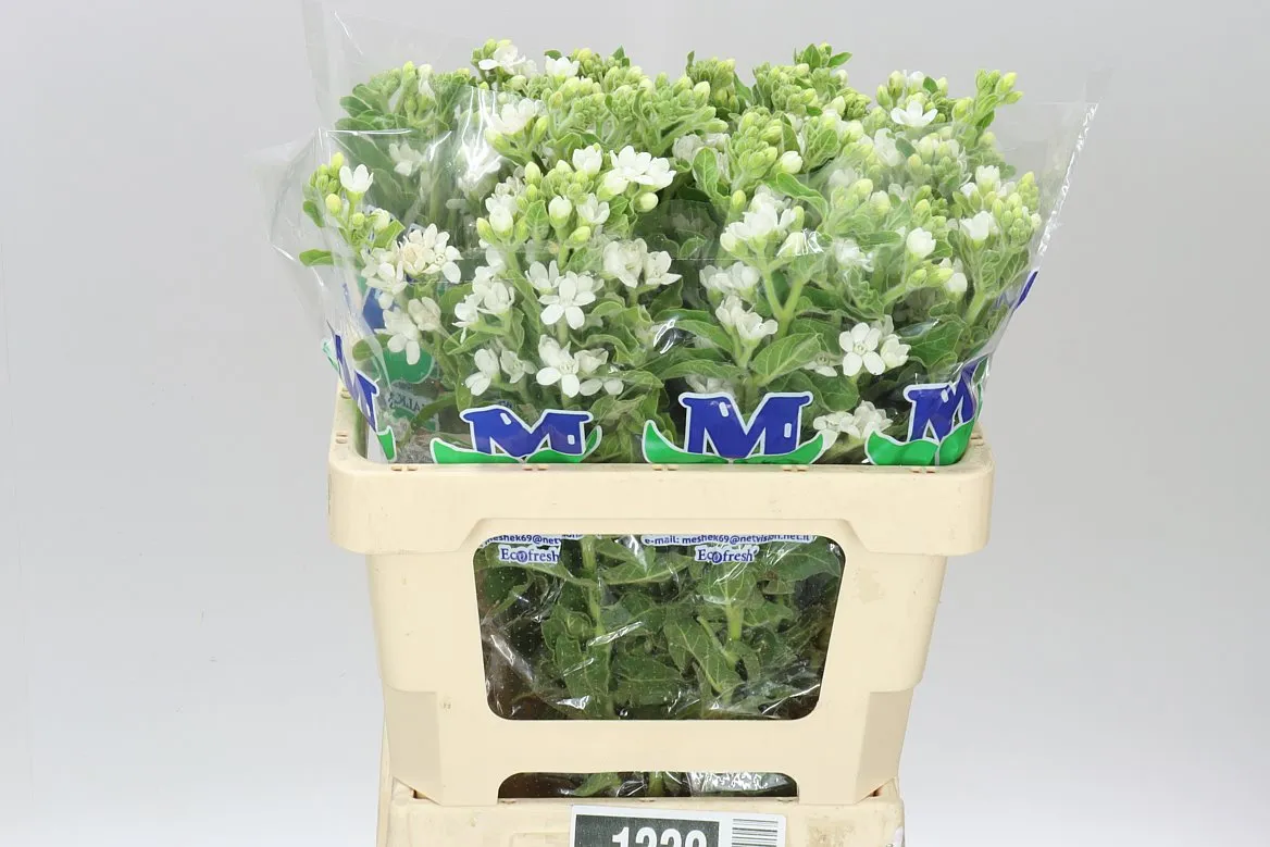 Oxypetalum Coeruleum White • 50 cm