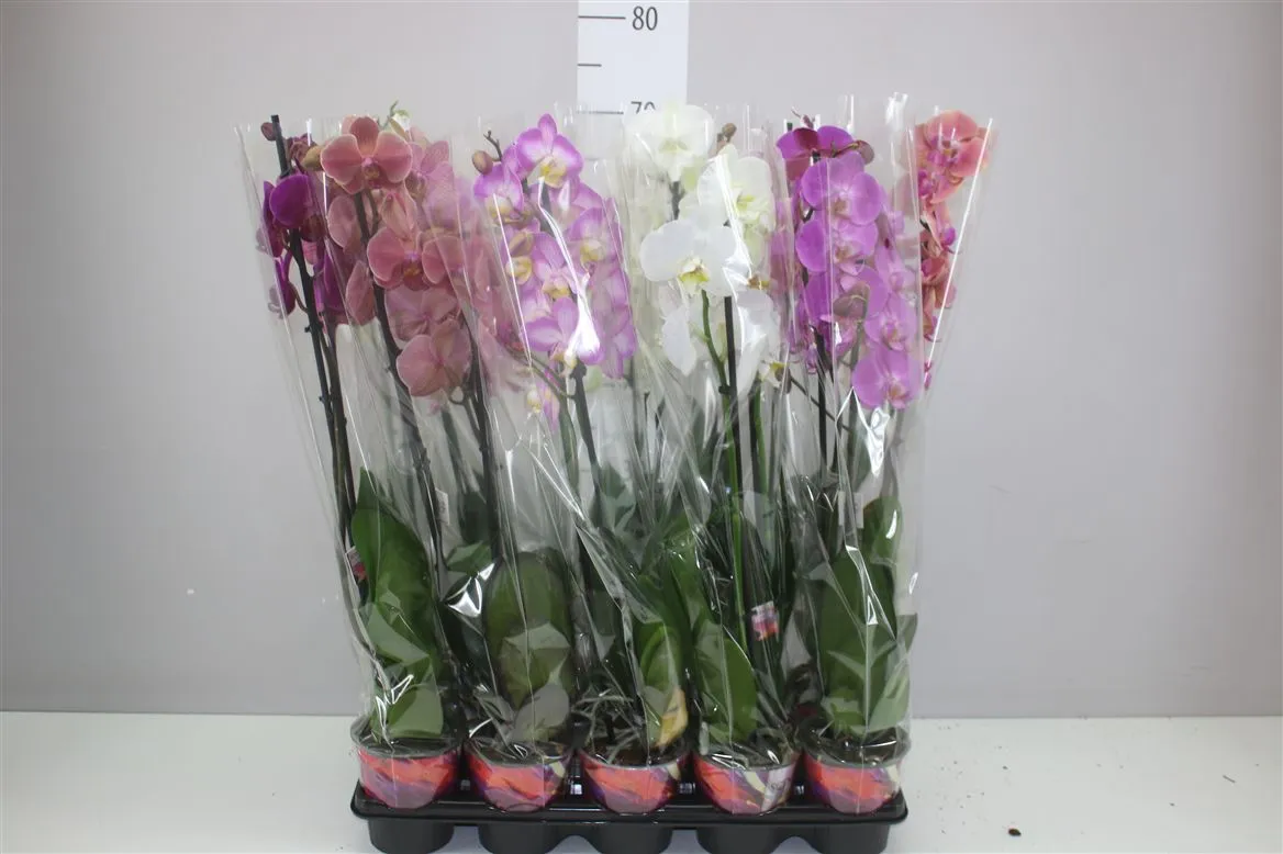 Orchidea Phalaenopsis mix Scenza, 2 výhony • črepník 12 cm