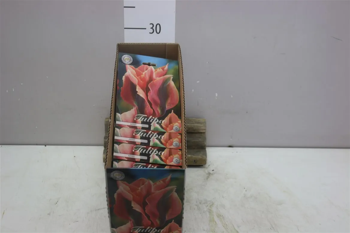 Bol Tulp Viridiflora Artist X7
