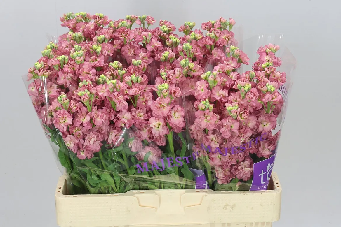 Matthiola Antiqu Rose • 55 cm
