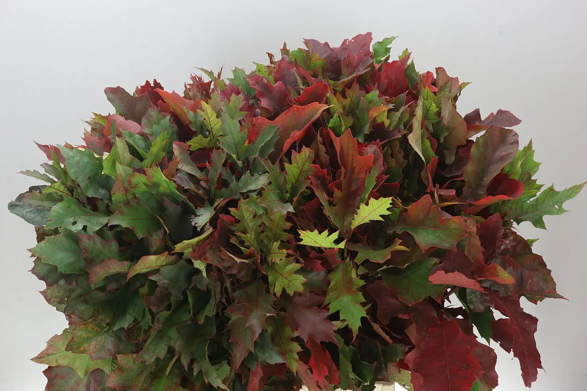 Quercus Rubra • 60 cm