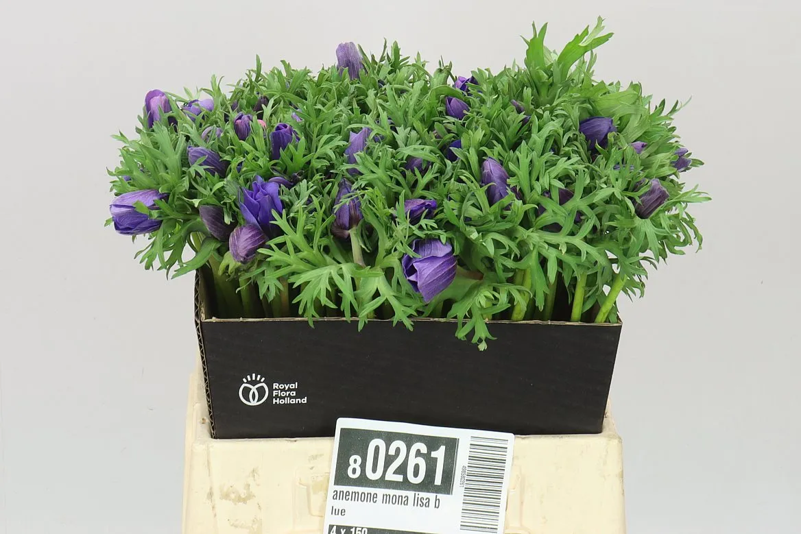Sasanka Mona Lisa Blue • 35 cm