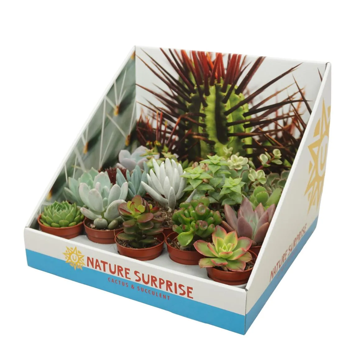 Succulenten Gemengd Showdoos • črepník 5,5 cm