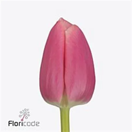 Tulipa En Milkshake
