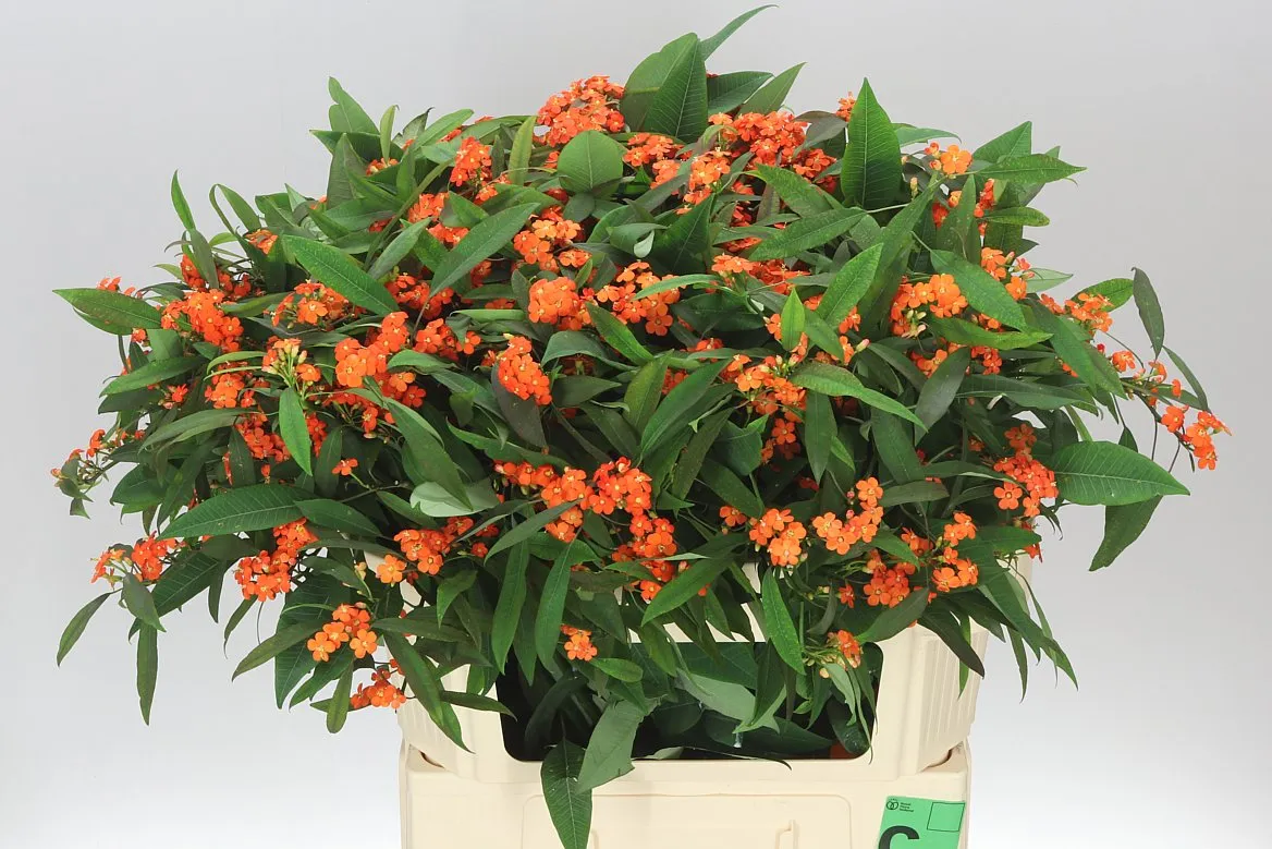 Euphorbia F T Queen Orange • 80 cm