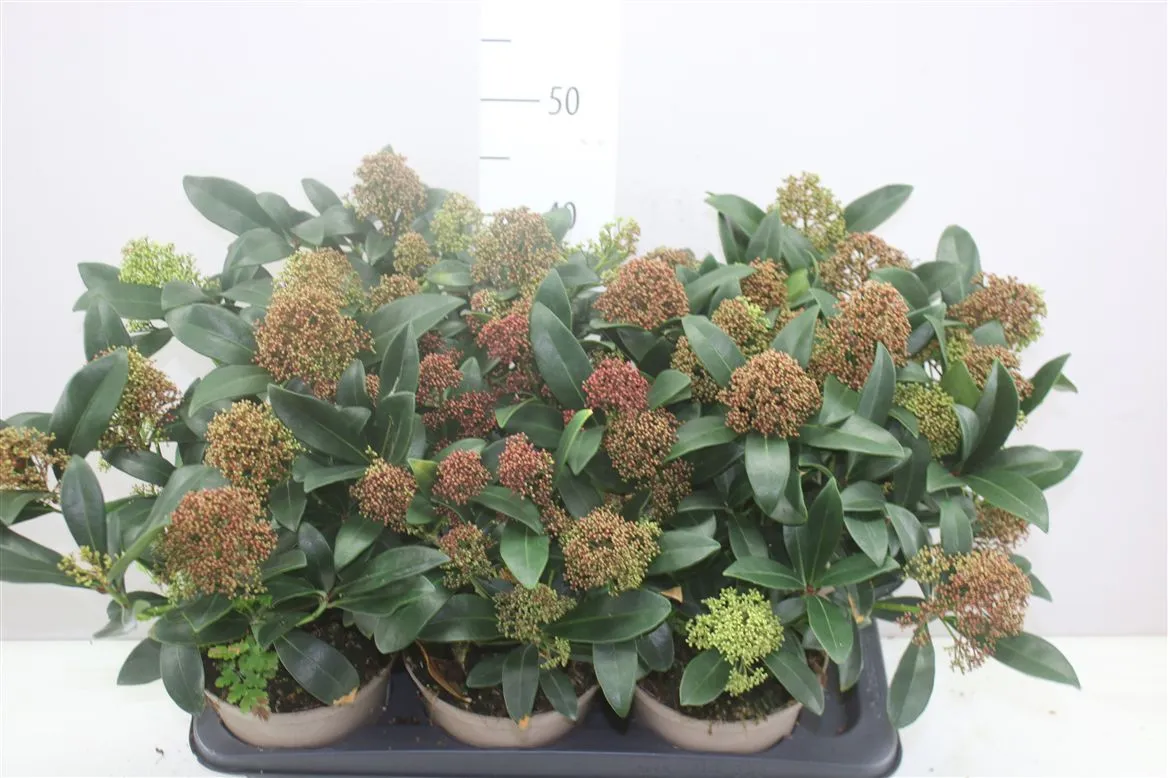 Skimmia Jap. Rubella 20+ • črepník 17 cm