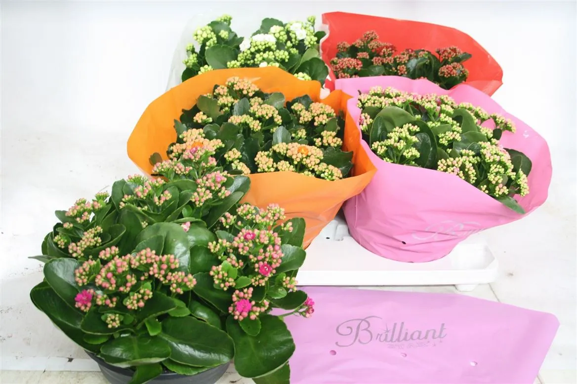 Kalanchoe Calandiva mix • črepník 23 cm