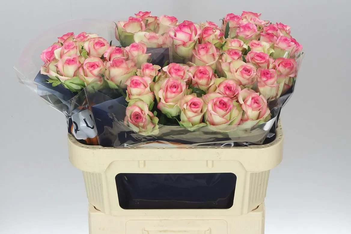 Rosa Gr Bloosz • 70 cm