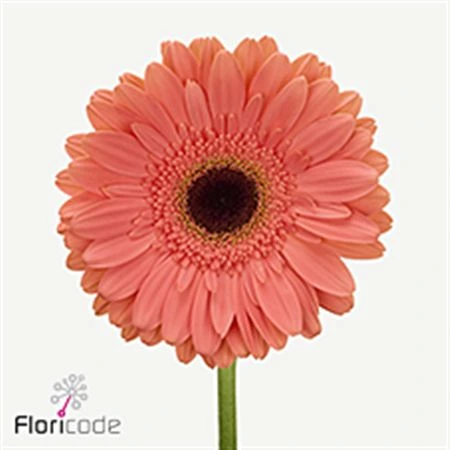 Gerbera Jamilla • 45 cm