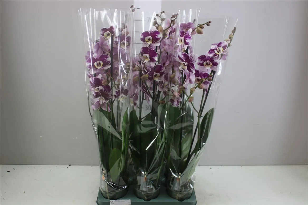 Orchidea Phalaenopsis Barcelona, 2 výhony • črepník 12 cm