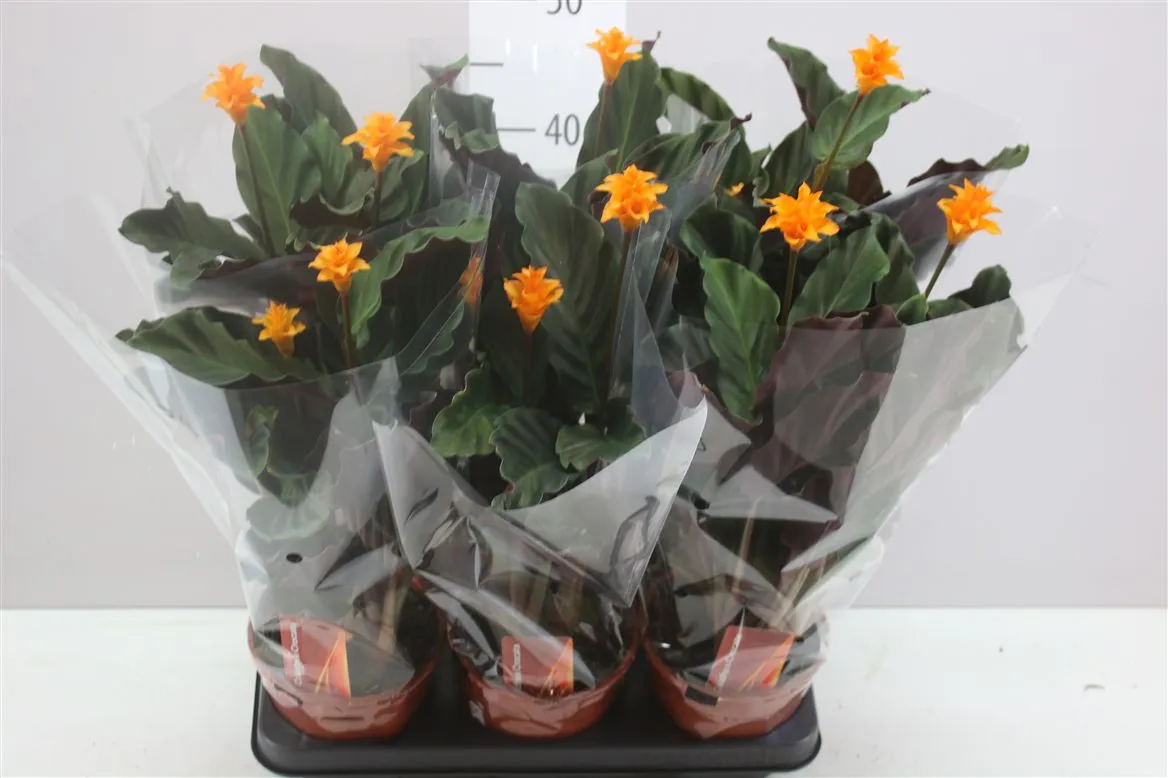 Calathea Crocata 2+ • črepník 14 cm