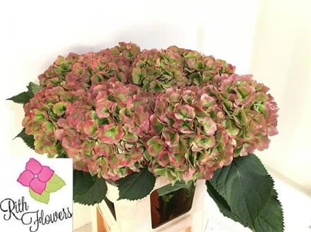 Hortenzia Salute Classic • 50 cm