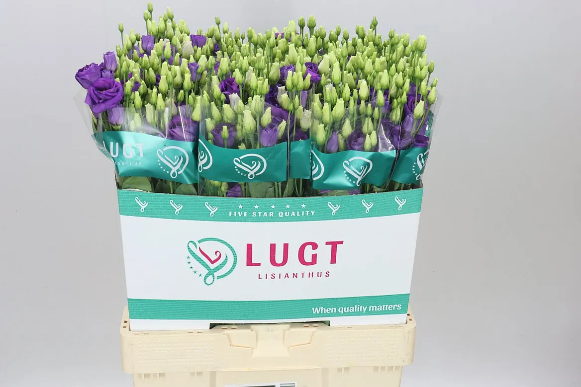 Eustóma plnokvetá Rosita Blue • 70 cm