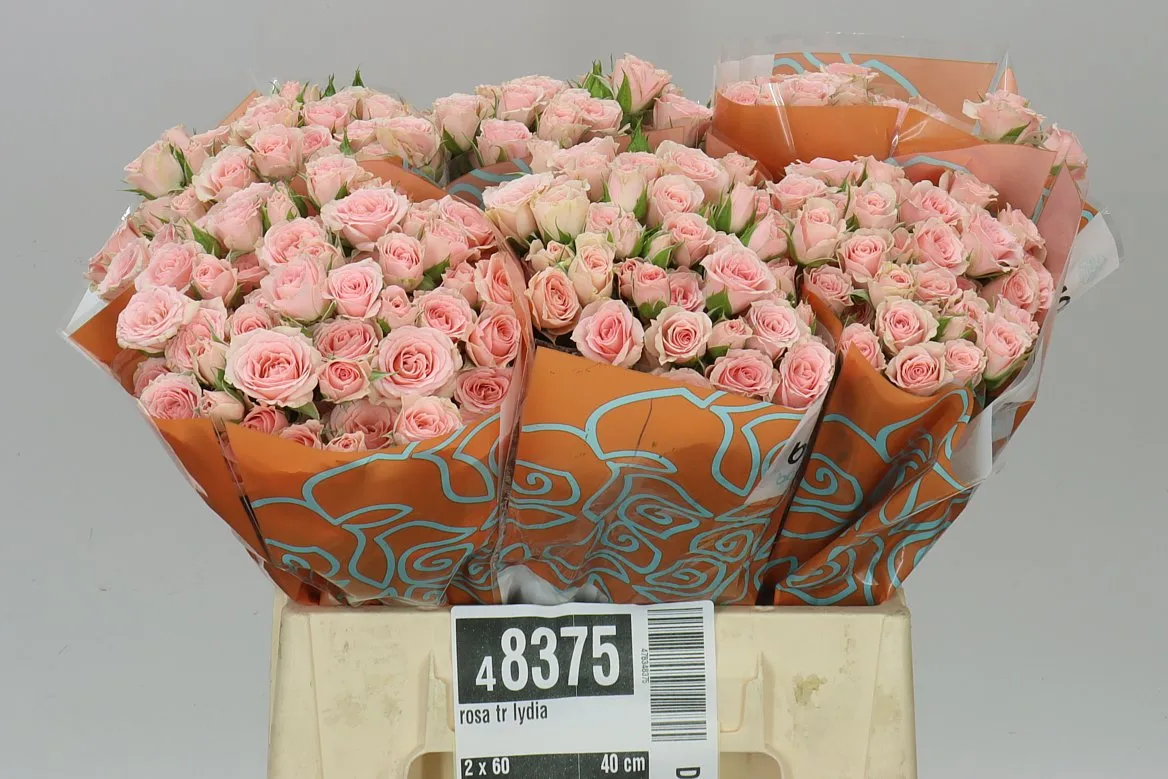 Rosa Tr Lydia • 40 cm