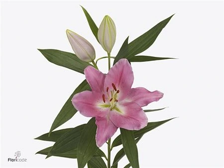 Ľalia orientálna Praiano • 95 cm