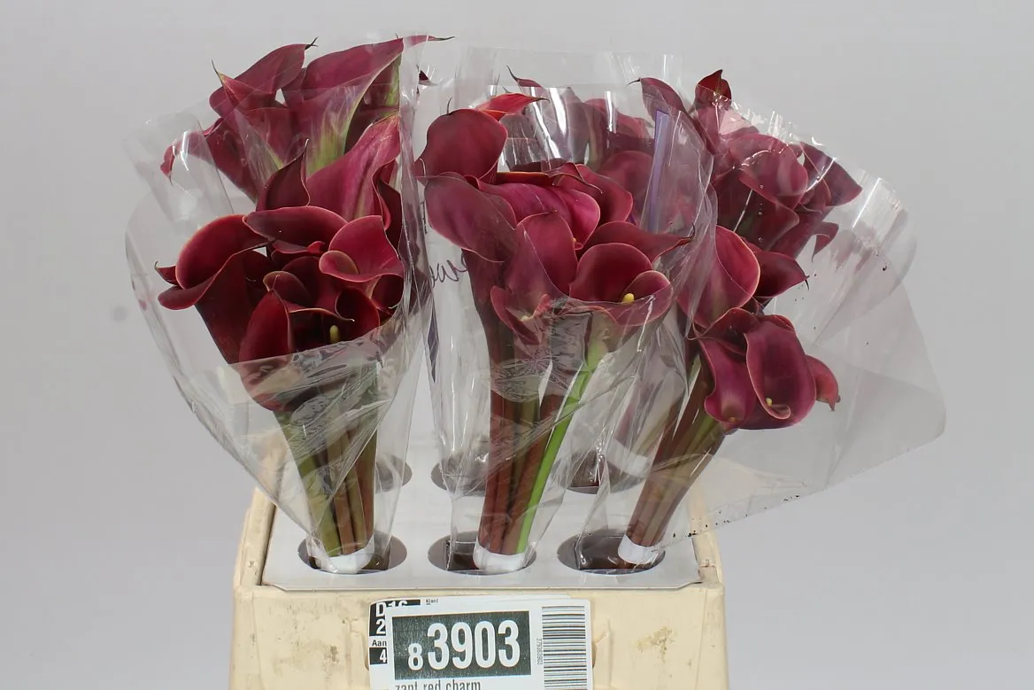 Kala Red Charm • 45 cm