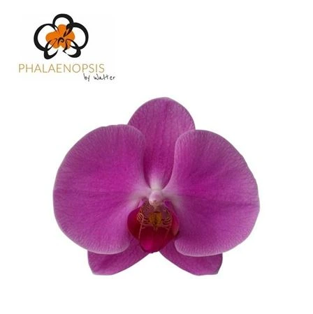 Orchidea Phalaenopsis Happy Valentina