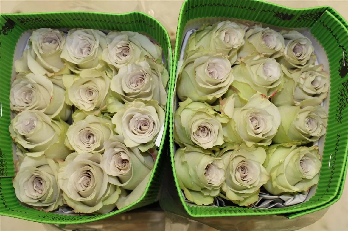 Rosa Gr Ec Early Grey • 50 cm