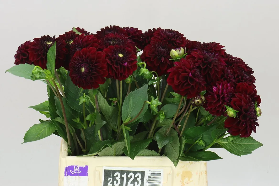 Dahlia Black Fox • 50 cm