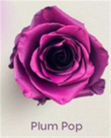 Ruža farbená Plum Pop, Ekvádor • 50 cm