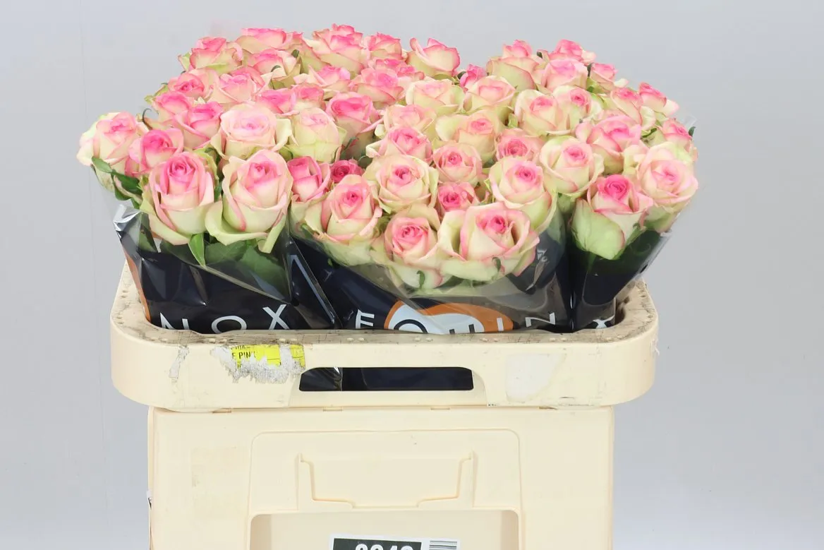 Rosa Gr Bloosz • 60 cm