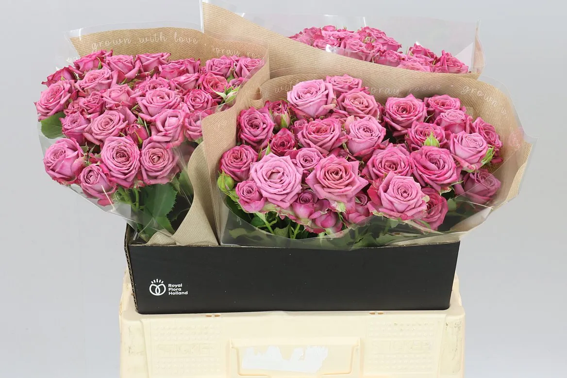 Rosa Tr Purple Queen • 60 cm