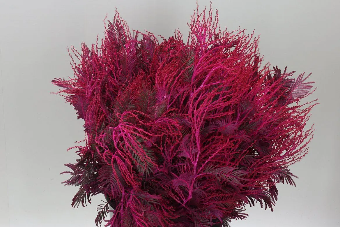 Mimosa Turner Cerise • 65 cm