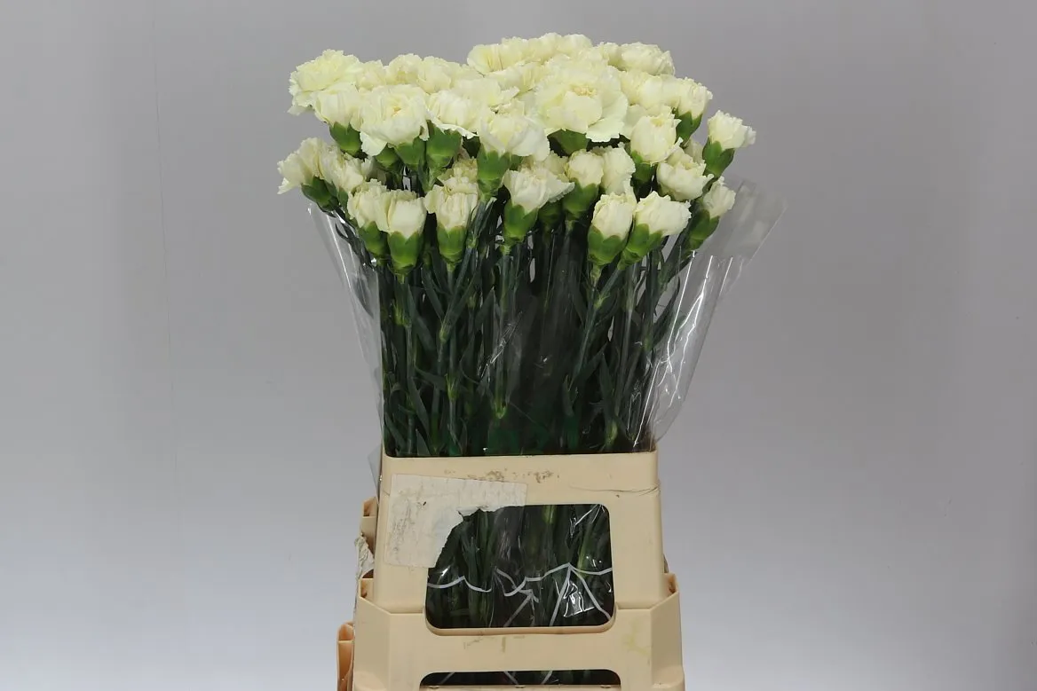 Karafiát Cream • 70 cm