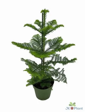 Araucaria • črepník 17 cm