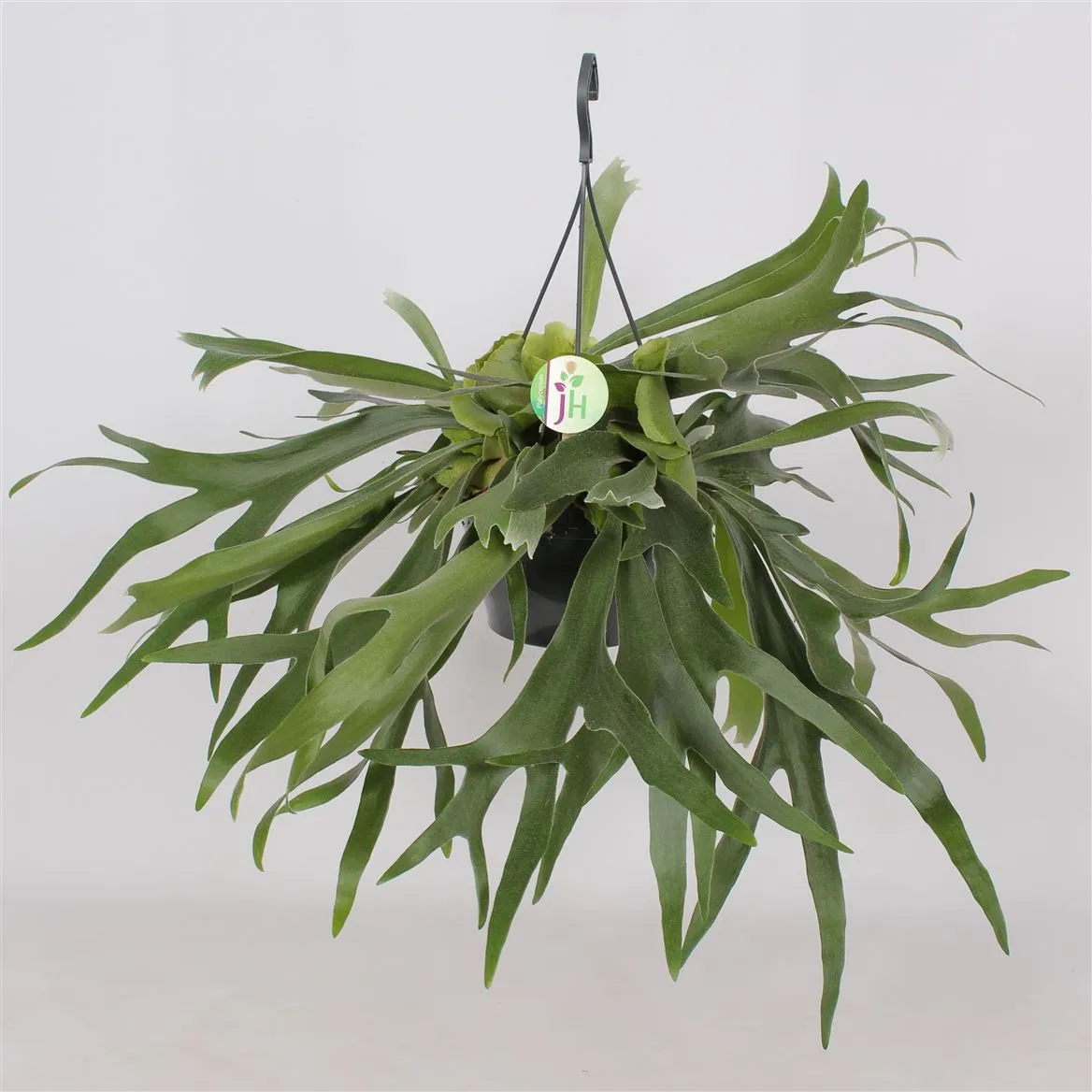 Platycerium Bifurcatum • črepník 21 cm