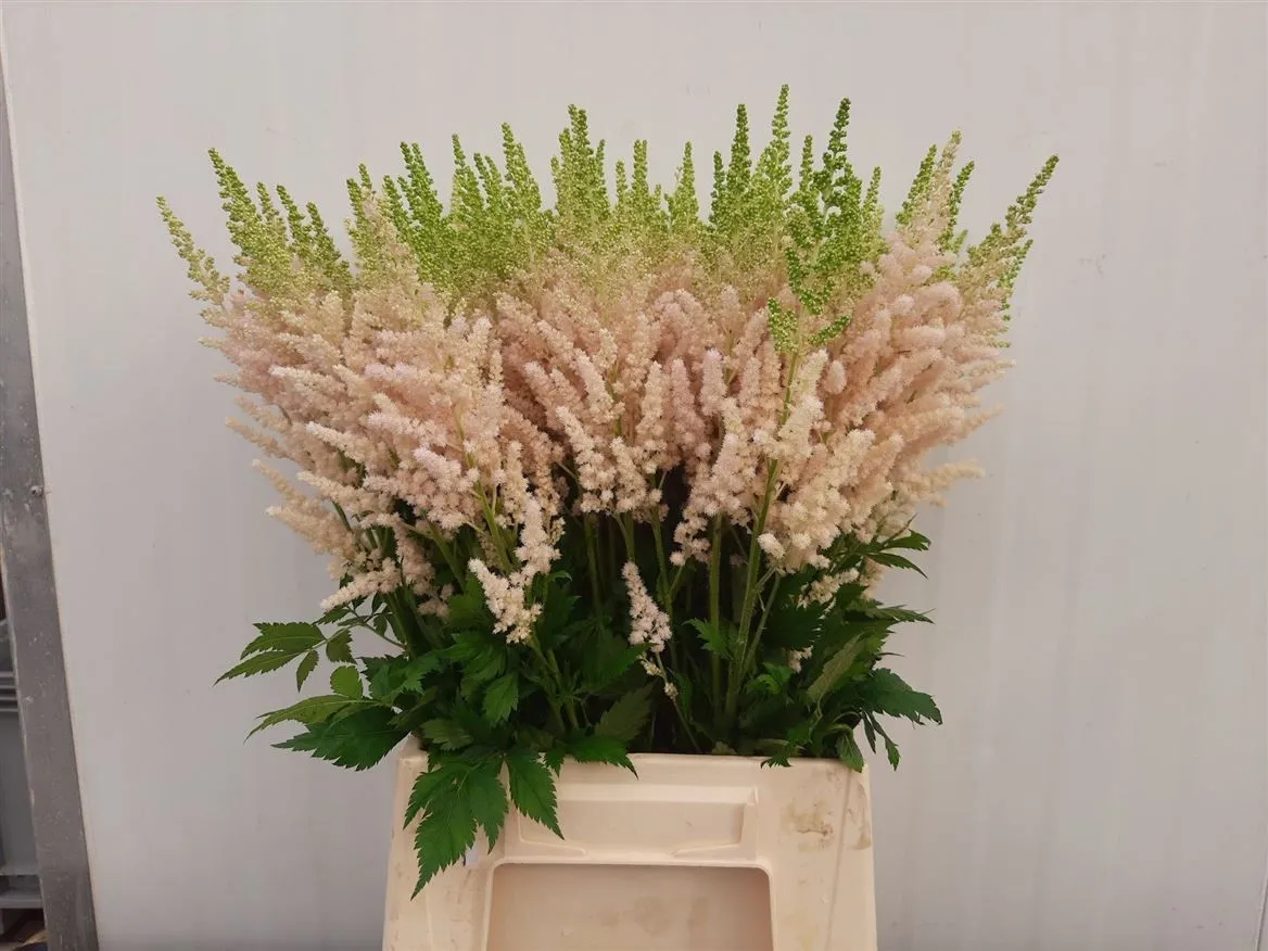 Astilbe Inferno • 55 cm