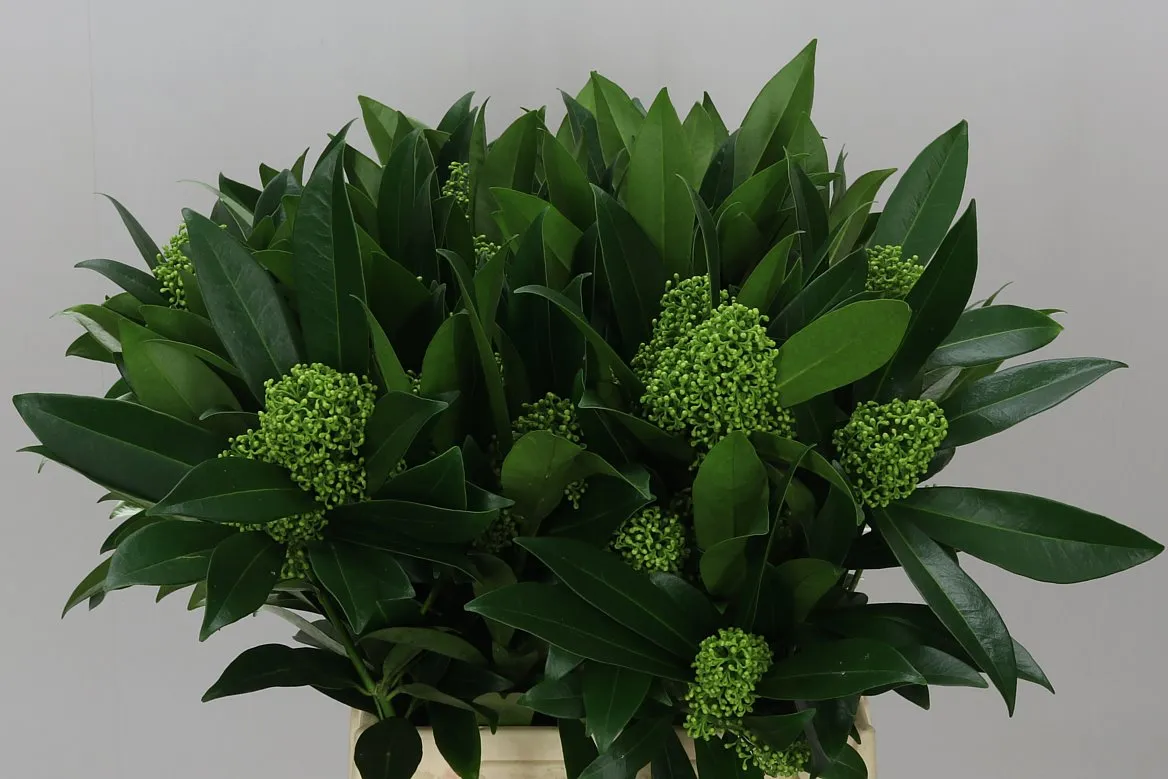 Skimmia C Kew Green Ex • 45 cm