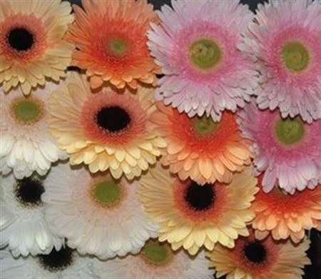 Gerbera mix Pastel • 45 cm
