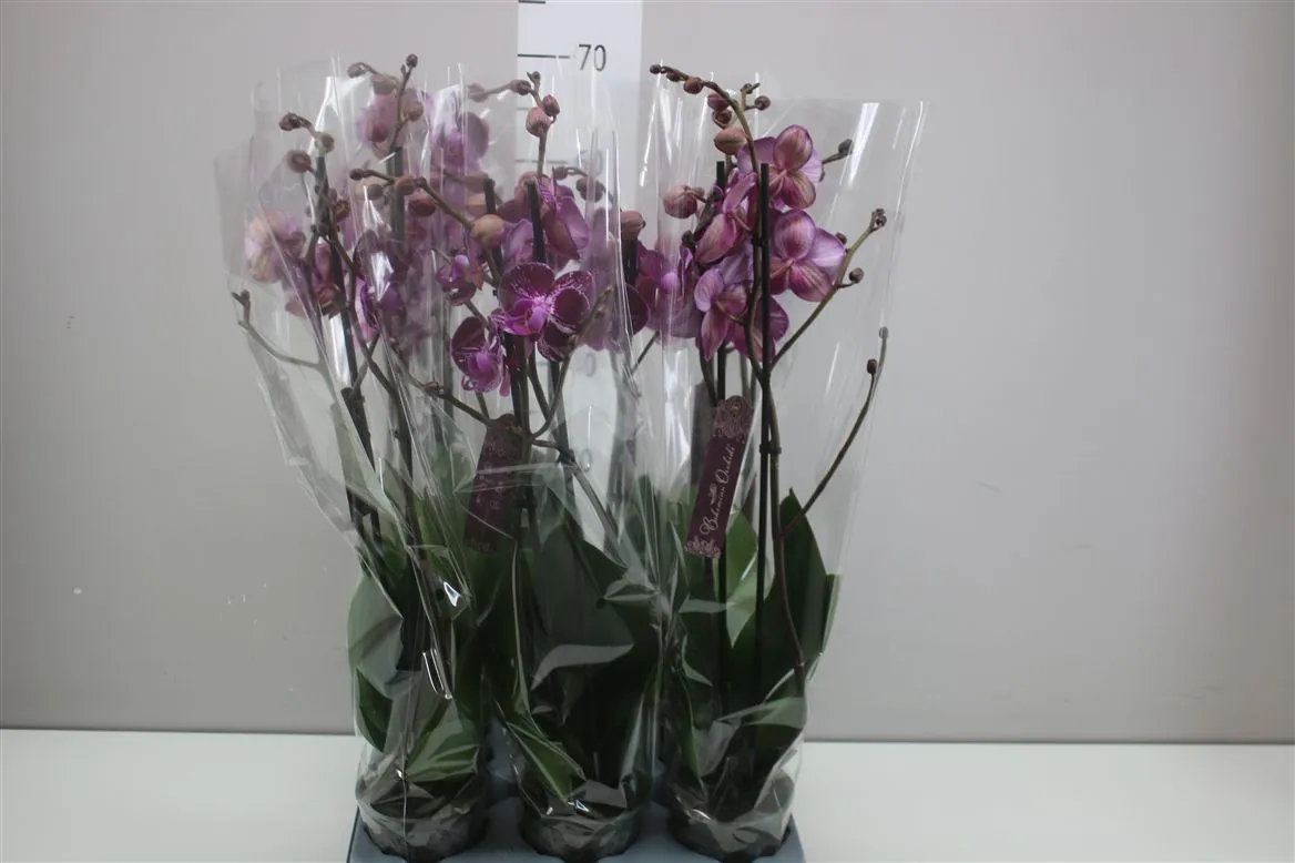 Orchidea Phalaenopsis Matisse, 2 výhony • črepník 12 cm