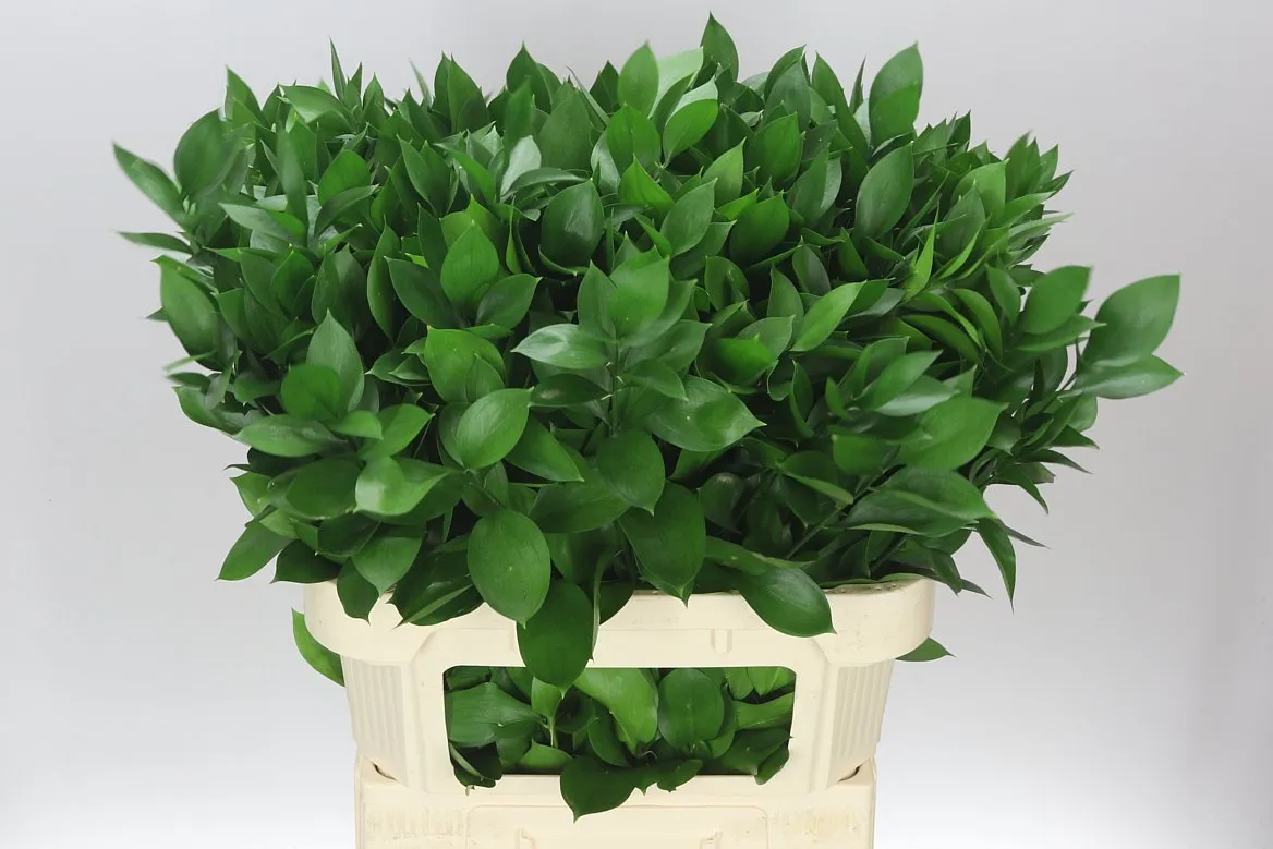 Ruscus Groot • 80 cm