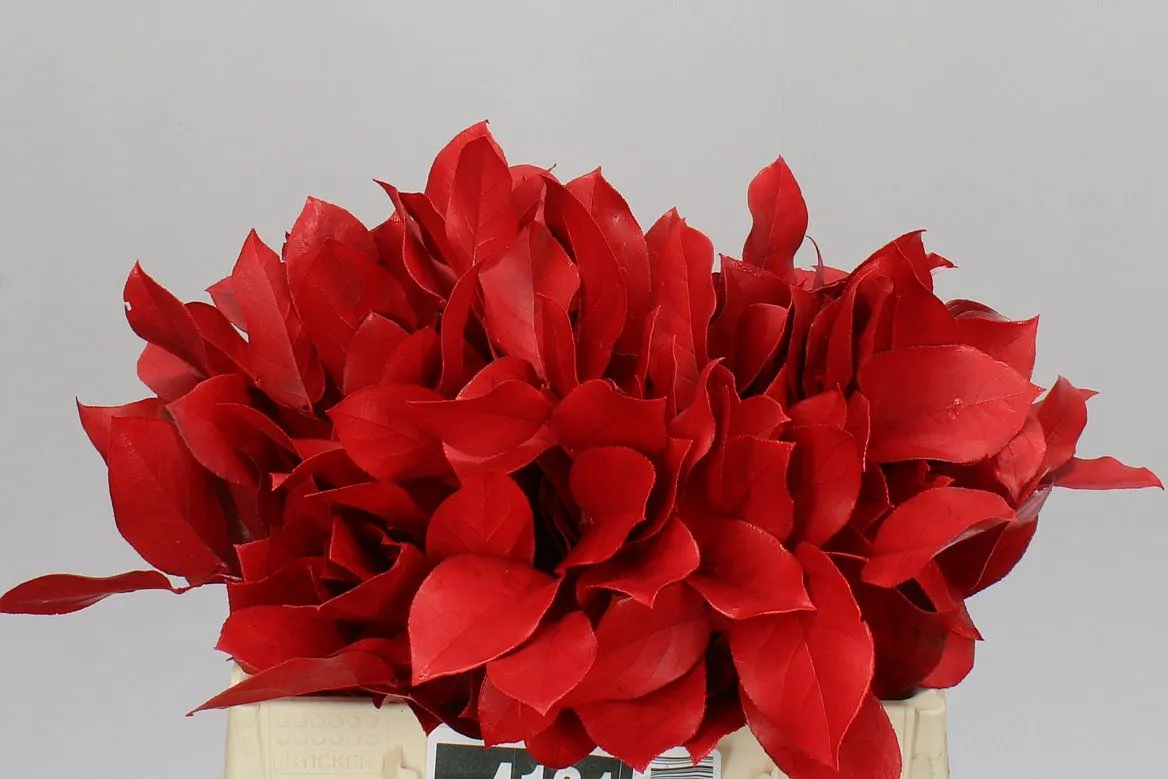 Salal Tips Red • 45 cm