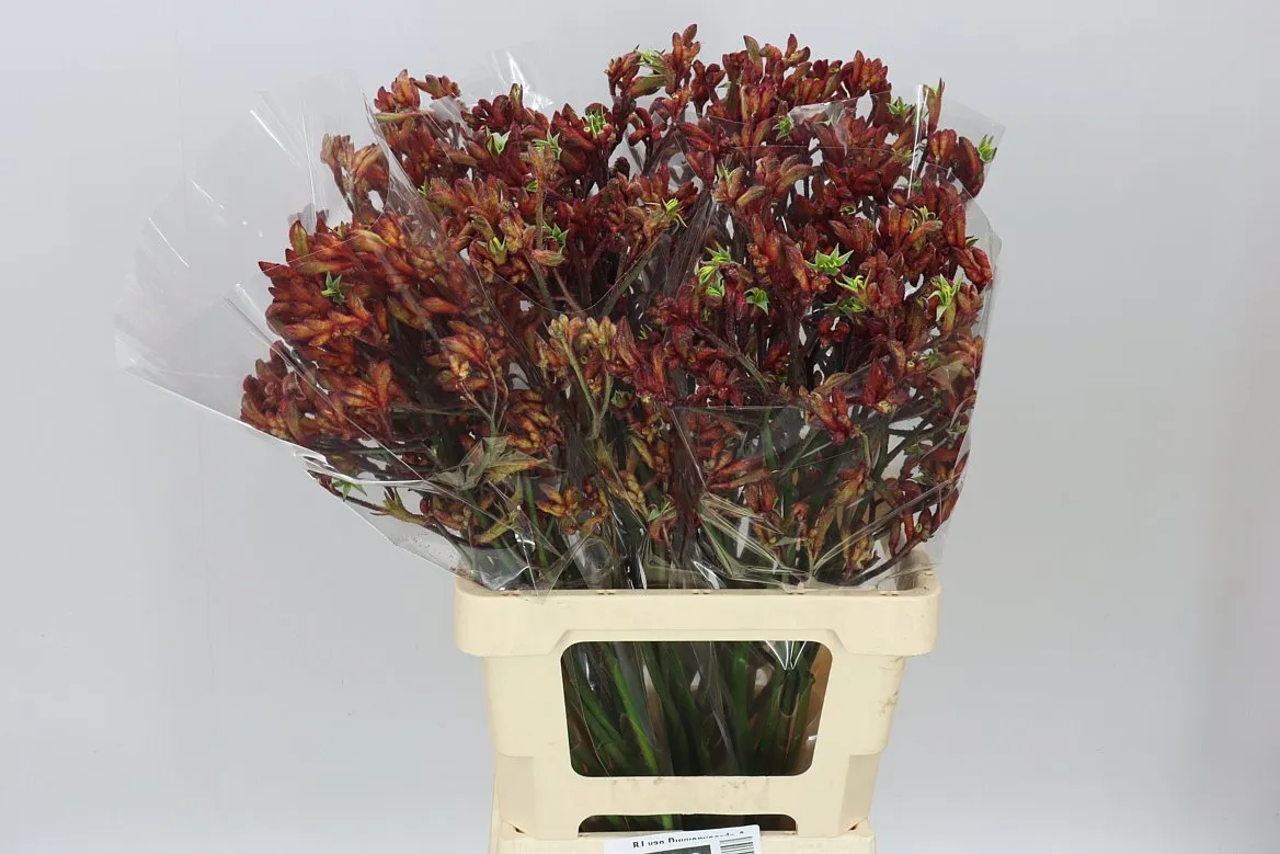 Anigozanthos Early Spring • 70 cm