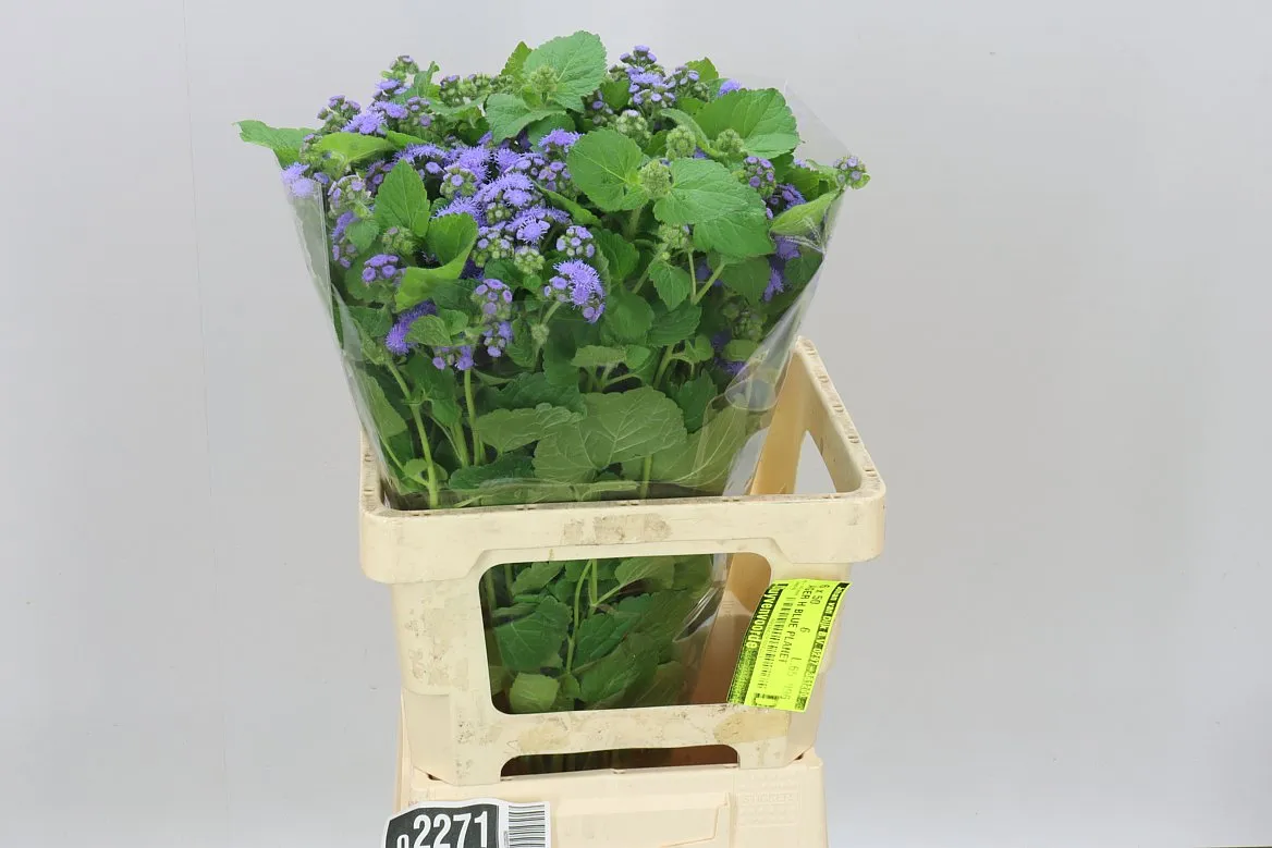 Ageratum Blue Planet • 65 cm