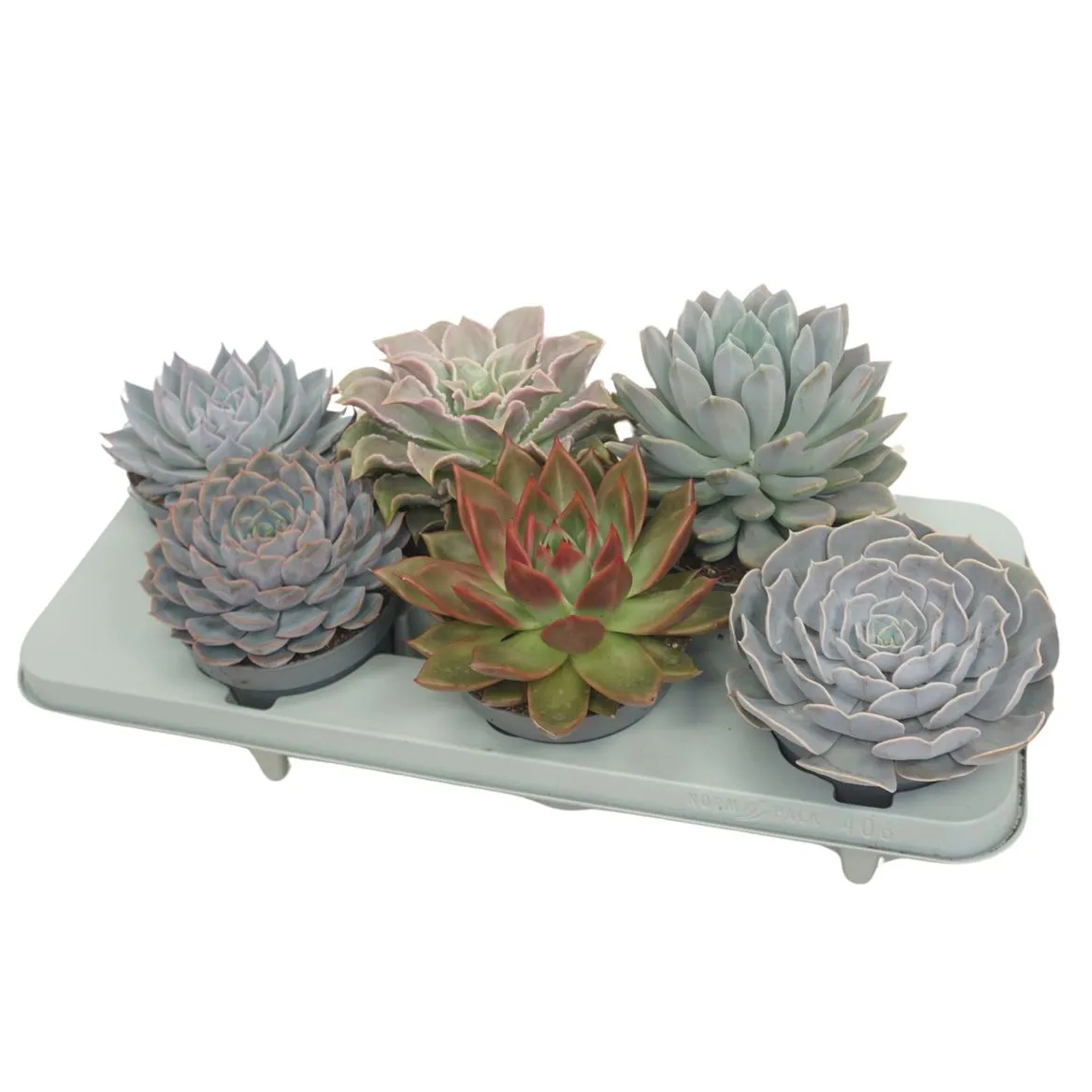 Echeveria mix • črepník 13 cm