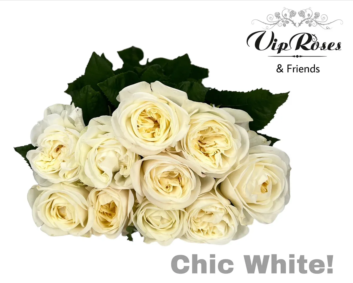 R Gr Chic White! • 60 cm