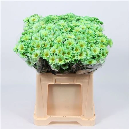 Chryzantéma trsová Chic Green Glt • 70 cm